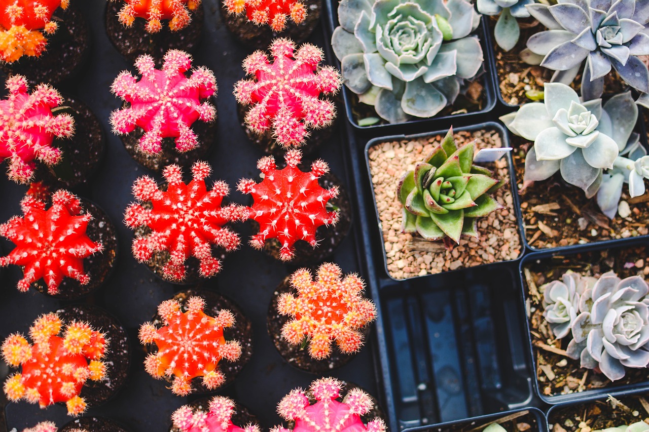 Beginner’s Guide To Gardening: Tips To Get Started Right