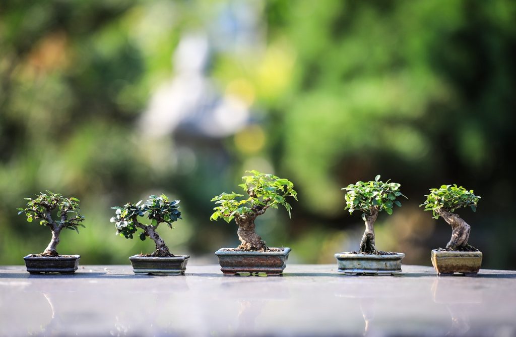Beginner’s Guide To Gardening: Tips To Get Started Right Beginner’s Guide To Gardening: Tips To Get Started Right