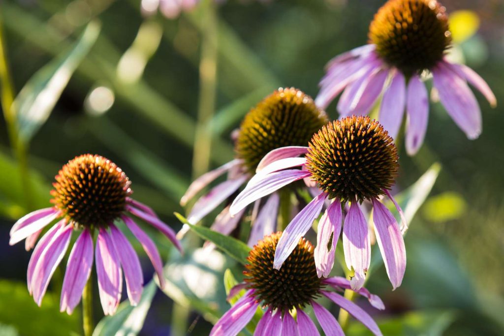 Best Perennials For A Low-Maintenance Garden Best Perennials For A Low-Maintenance Garden
