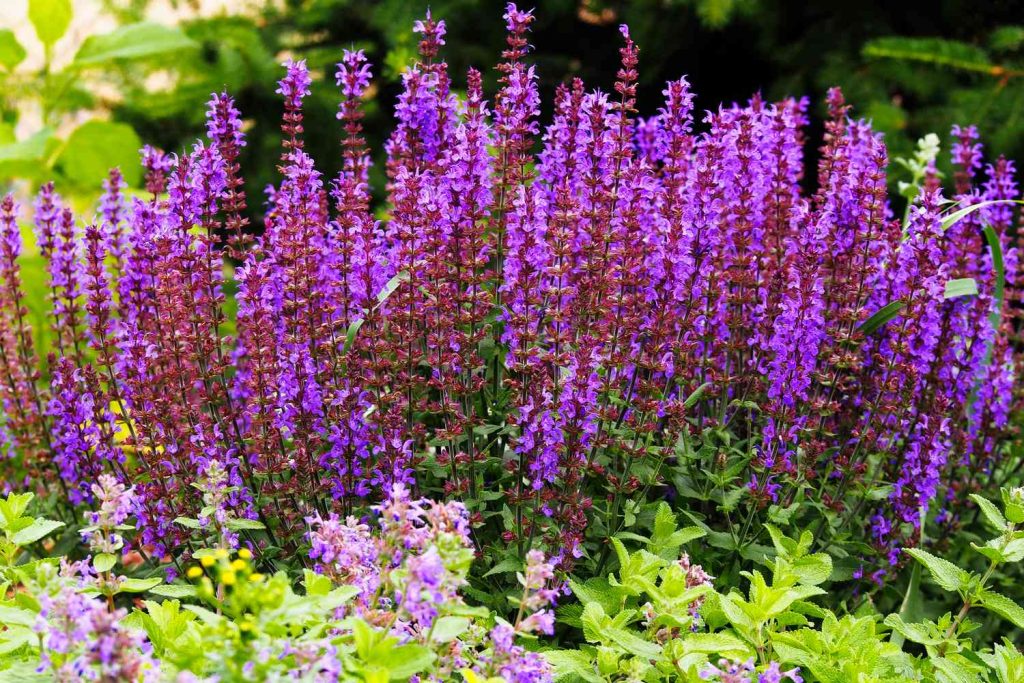 Best Perennials For A Low-Maintenance Garden Best Perennials For A Low-Maintenance Garden