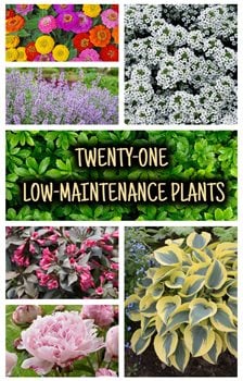 Best Perennials For A Low-Maintenance Garden