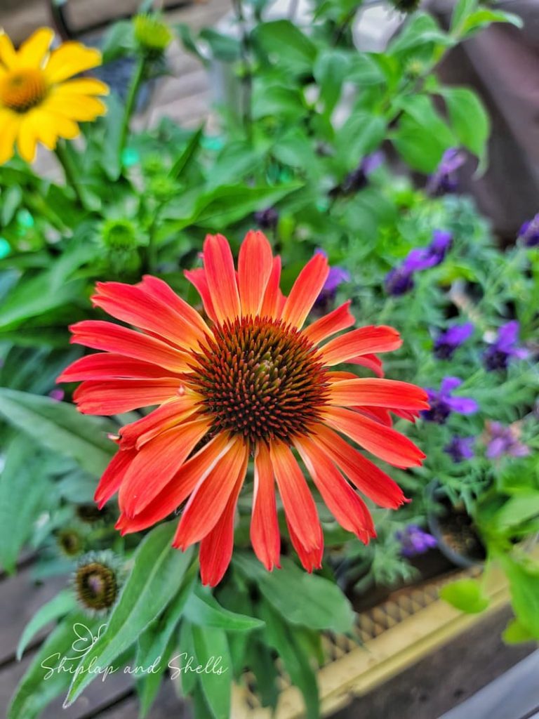 Best Perennials For A Low-Maintenance Garden Best Perennials For A Low-Maintenance Garden