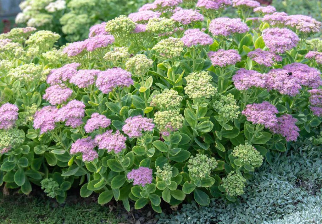 Best Perennials For A Low-Maintenance Garden Best Perennials For A Low-Maintenance Garden