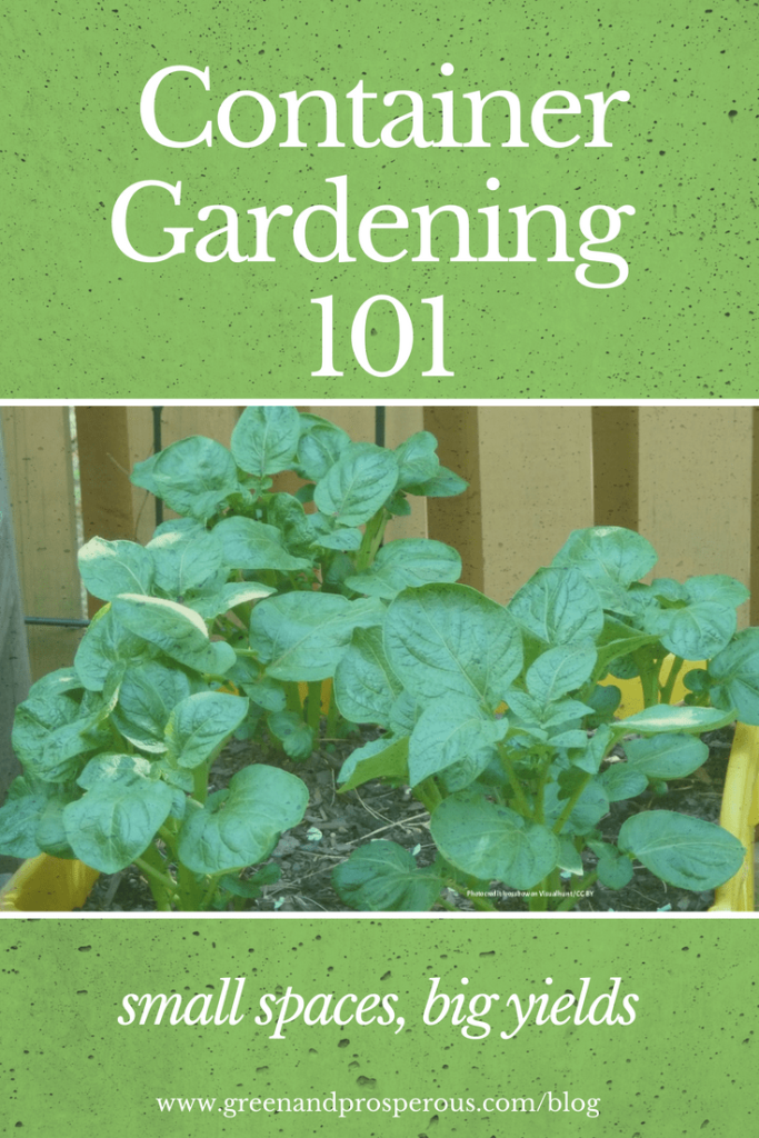 Container Gardening 101: Tips For Small Spaces