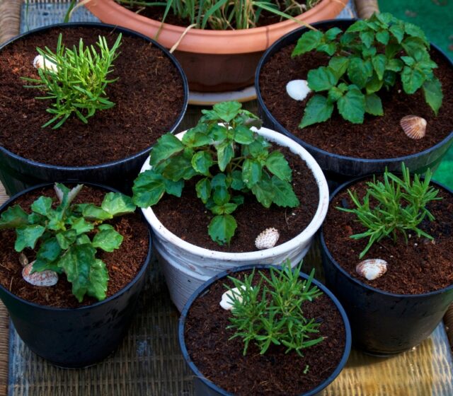 Container Gardening 101: Tips For Small Spaces