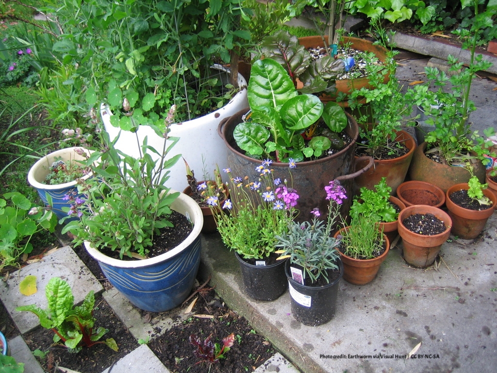 Container Gardening 101: Tips For Small Spaces