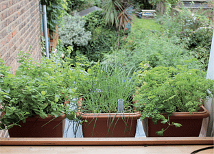 Container Gardening 101: Tips For Small Spaces