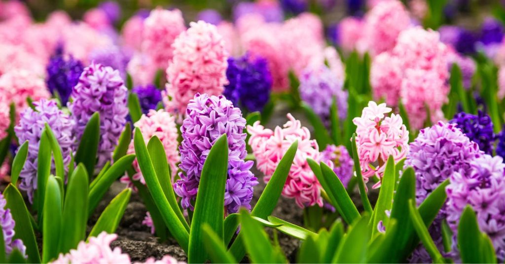Flower Power: Best Tips For Growing Vibrant Blooms Flower Power: Best Tips For Growing Vibrant Blooms