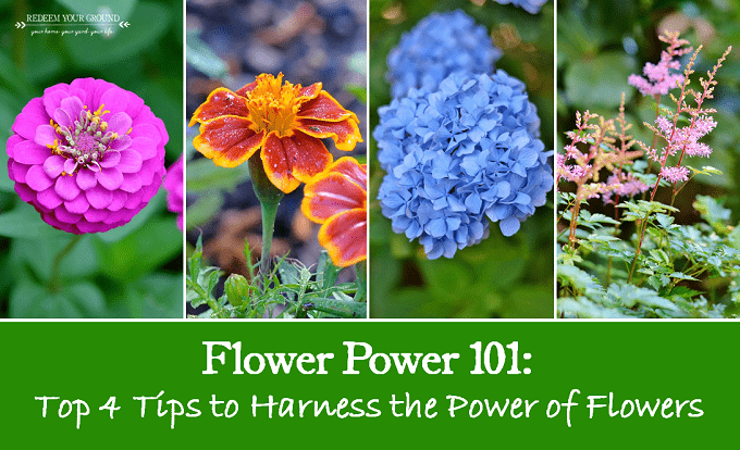 Flower Power: Best Tips For Growing Vibrant Blooms