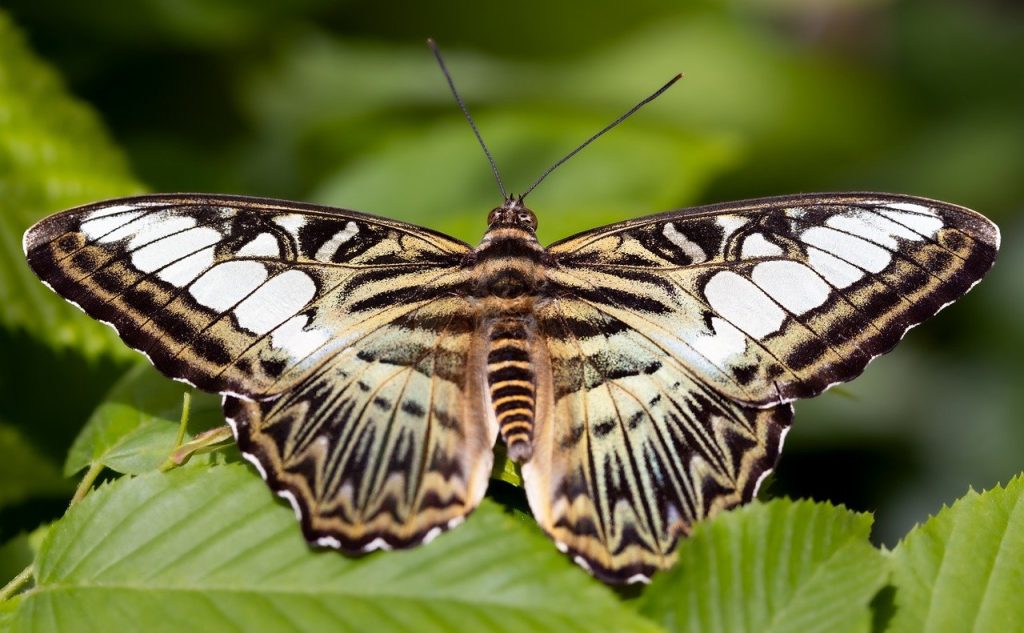 How To Attract Pollinators To Your Garden How To Attract Pollinators To Your Garden