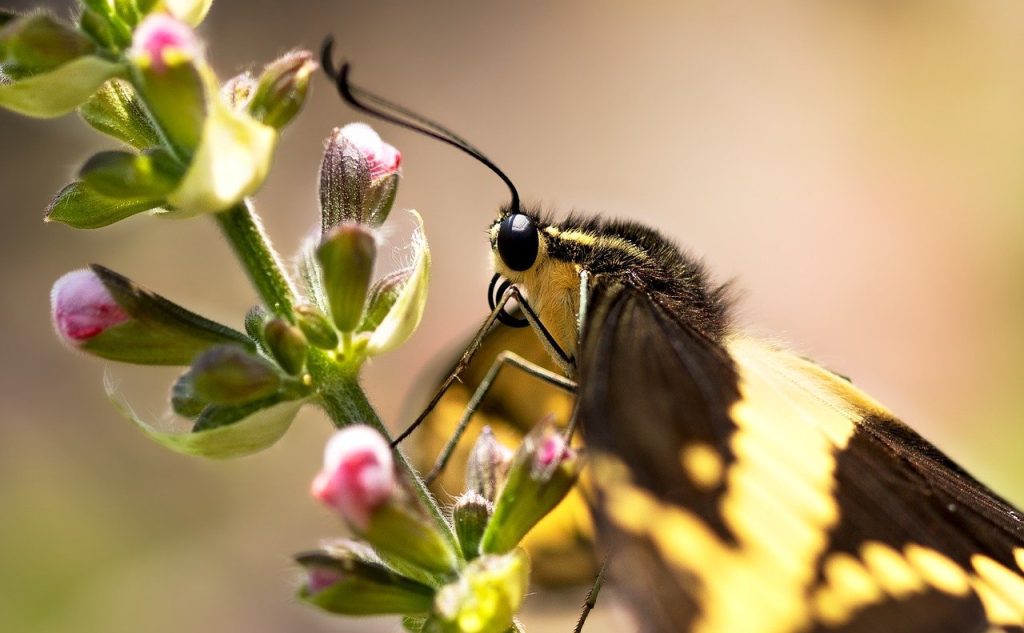 How To Attract Pollinators To Your Garden How To Attract Pollinators To Your Garden