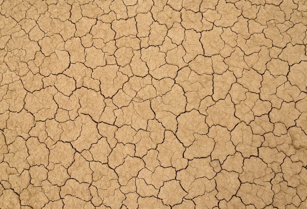 Soil Health 101: Building The Foundation For A Great Garden