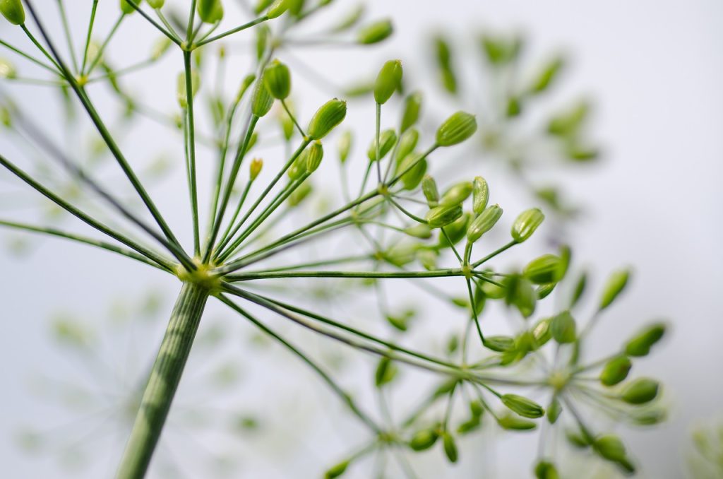 The Ultimate Guide To Growing Herbs At Home