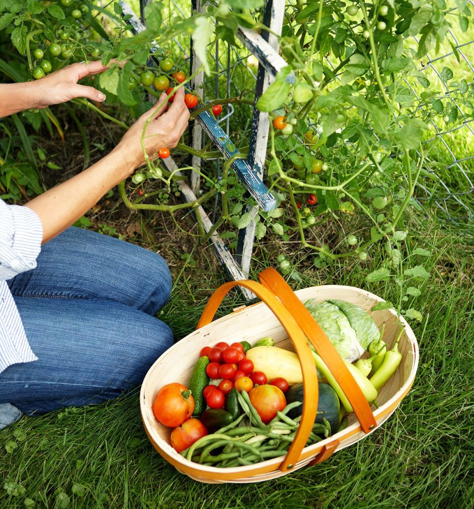 Vegetable Gardening Basics: From Seed To Harvest Vegetable Gardening Basics: From Seed To Harvest