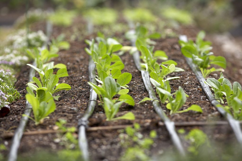 Vegetable Gardening Basics: From Seed To Harvest Vegetable Gardening Basics: From Seed To Harvest