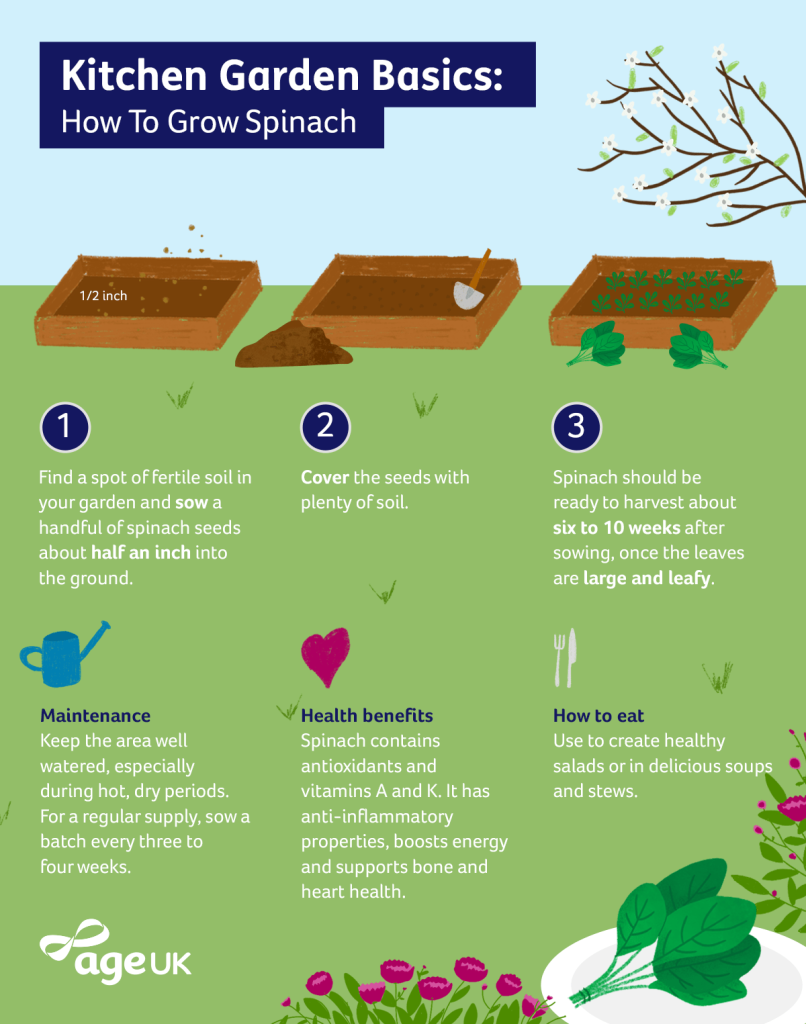 Vegetable Gardening Basics: From Seed To Harvest Vegetable Gardening Basics: From Seed To Harvest