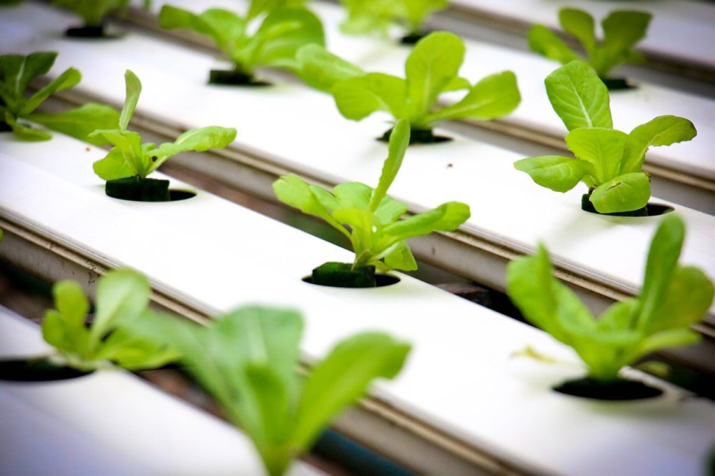 Growing Vegetables Indoors: A Step-by-Step Guide Growing Vegetables Indoors: A Step-by-Step Guide
