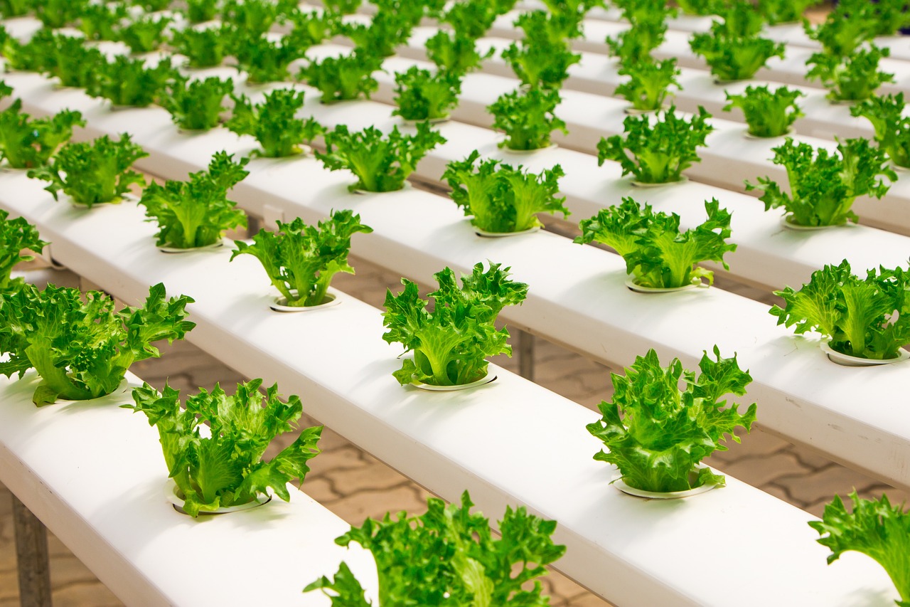 Growing Vegetables Indoors: A Step-by-Step Guide