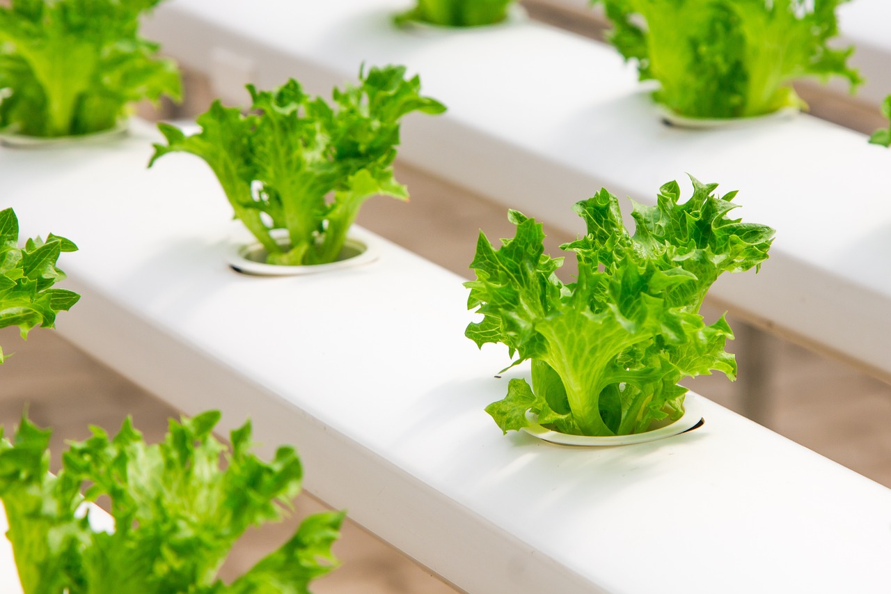 Growing Vegetables Indoors: A Step-by-Step Guide